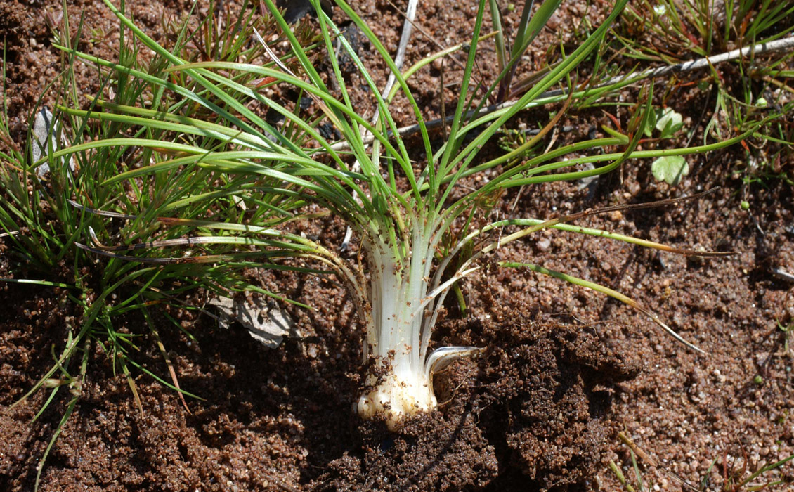 Isoetes durieae Escarcets 180407 (14)