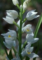 Cephalanthera longifolia Escarcets 180407 (79)