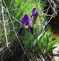 Iris pumila Escarcets 180407 (60)