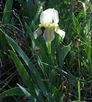 Iris pumila Escarcets 180407 (61)