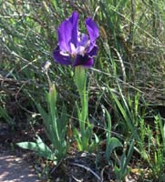 Iris pumila Escarcets 180407 (62)