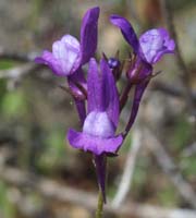 Linaria pelliceriana Escarcets 180407 (58)