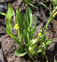 Ranunculus revelieri Escarcets 180407 (85)