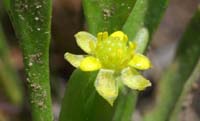 Ranunculus revelieri Escarcets 180407 (87)