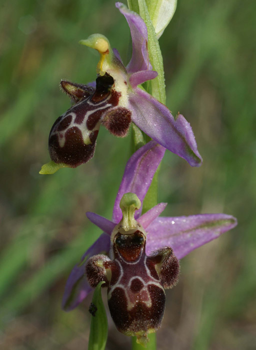 Ophrys scolopax D33 Cannet Mayons 200407 (2)
