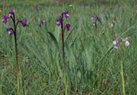 Anacamptis champagneuxi D33 Cannet Mayons 200407 (31)