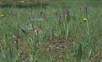 Anacamptis champagneuxi D33 Cannet Mayons 200407 (32)