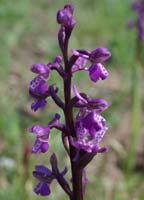 Anacamptis picta D33 Cannet Mayons 200407 (60)
