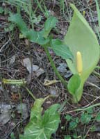 Arum italicum D33 Cannet Mayons 200407 (26)