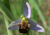 Ophrys apifera D33 Cannet Mayons 200407 (43)