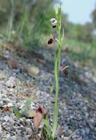 Ophrys scolopax & Serapias neglecta  D33 Cannet Mayons 200407 (66)