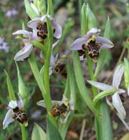 Ophrys scolopax D33 Cannet Mayons 200407 (1)