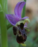 Ophrys scolopax D33 Cannet Mayons 200407 (10)
