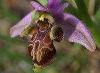 Ophrys scolopax D33 Cannet Mayons 200407 (4)