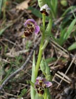 Ophrys scolopax D33 Cannet Mayons 200407 (5)