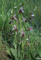 Ophrys scolopax D33 Cannet Mayons 200407 (52)