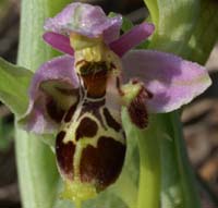 Ophrys scolopax D33 Cannet Mayons 200407 (6)