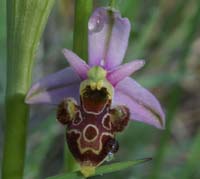 Ophrys scolopax D33 Cannet Mayons 200407 (7)