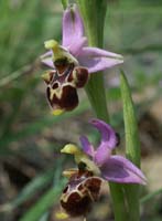 Ophrys scolopax D33 Cannet Mayons 200407 (75)