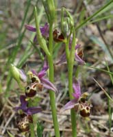 Ophrys scolopax D33 Cannet Mayons 200407 (77)