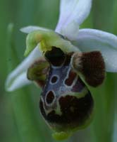 Ophrys scolopax D33 Cannet Mayons 200407 (79)