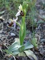 Ophrys scolopax D33 Cannet Mayons 200407 (8)