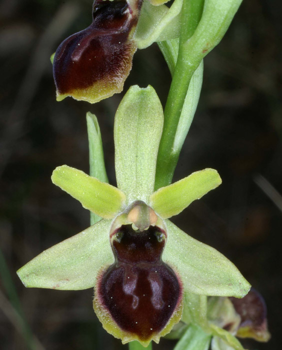 Ophrys virescens Mont Faron 200407 (26)