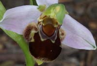 Ophrys apifera Mont Faron 200407 (18)