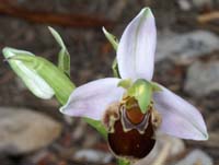Ophrys apifera Mont Faron 200407 (19)