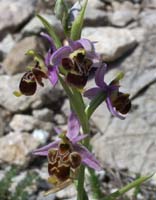 Ophrys scolopax Mont Faron 200407 (4)