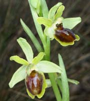 Ophrys virescens Mont Faron 200407 (11)