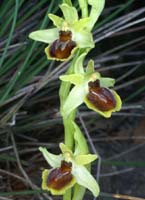 Ophrys virescens Mont Faron 200407 (13)