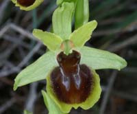 Ophrys virescens Mont Faron 200407 (14)