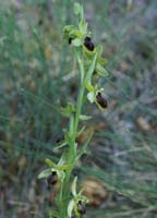 Ophrys virescens Mont Faron 200407 (24)