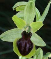 Ophrys virescens Mont Faron 200407 (25)