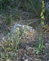 Ophrys virescens Mont Faron 200407 (27)