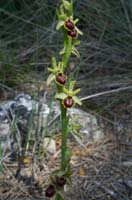 Ophrys virescens Mont Faron 200407 (28)