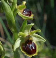Ophrys virescens Mont Faron 200407 (31)