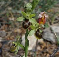 Ophrys virescens Mont Faron 200407 (32)