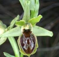 Ophrys virescens Mont Faron 200407 (41)