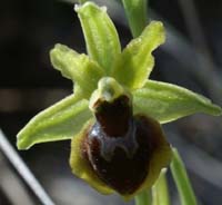 Ophrys virescens Mont Faron 200407 (5)
