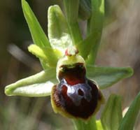 Ophrys virescens Mont Faron 200407 (6)