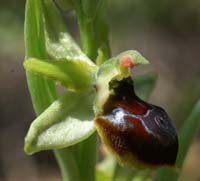 Ophrys virescens Mont Faron 200407 (7)