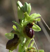 Ophrys virescens Mont Faron 200407 (8)