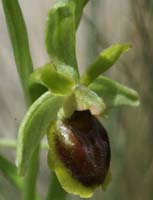 Ophrys virescens Mont Faron 200407 (9)