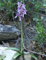 Orchis olbiensis Mont Faron 200407 (36)