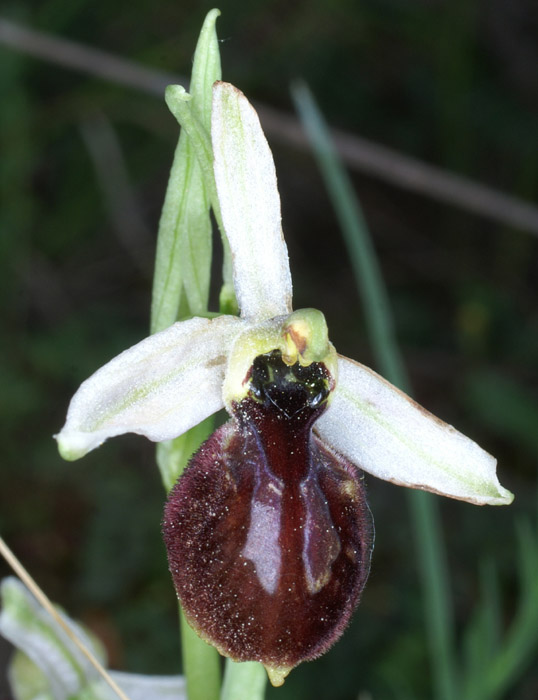Ophrys arachnitiformis Pierrefeu 160407 (3)