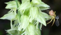 Neotinea maculata Pierrefeu 160407
