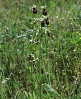 Ophrys arachnitiformis Pierrefeu 160407 (1)