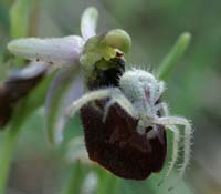 Ophrys arachnitiformis Pierrefeu 160407 (10)